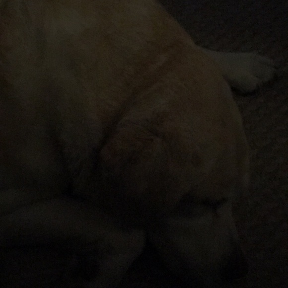 Meet your Posher, Lisa - Picture 1 of 1